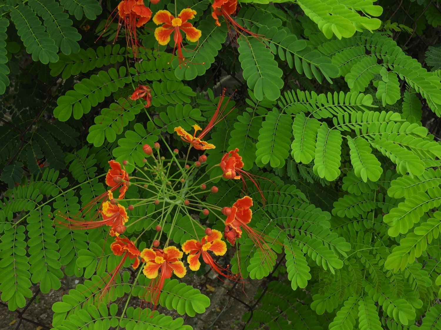 Caesalpinia pulcherrima from our grower