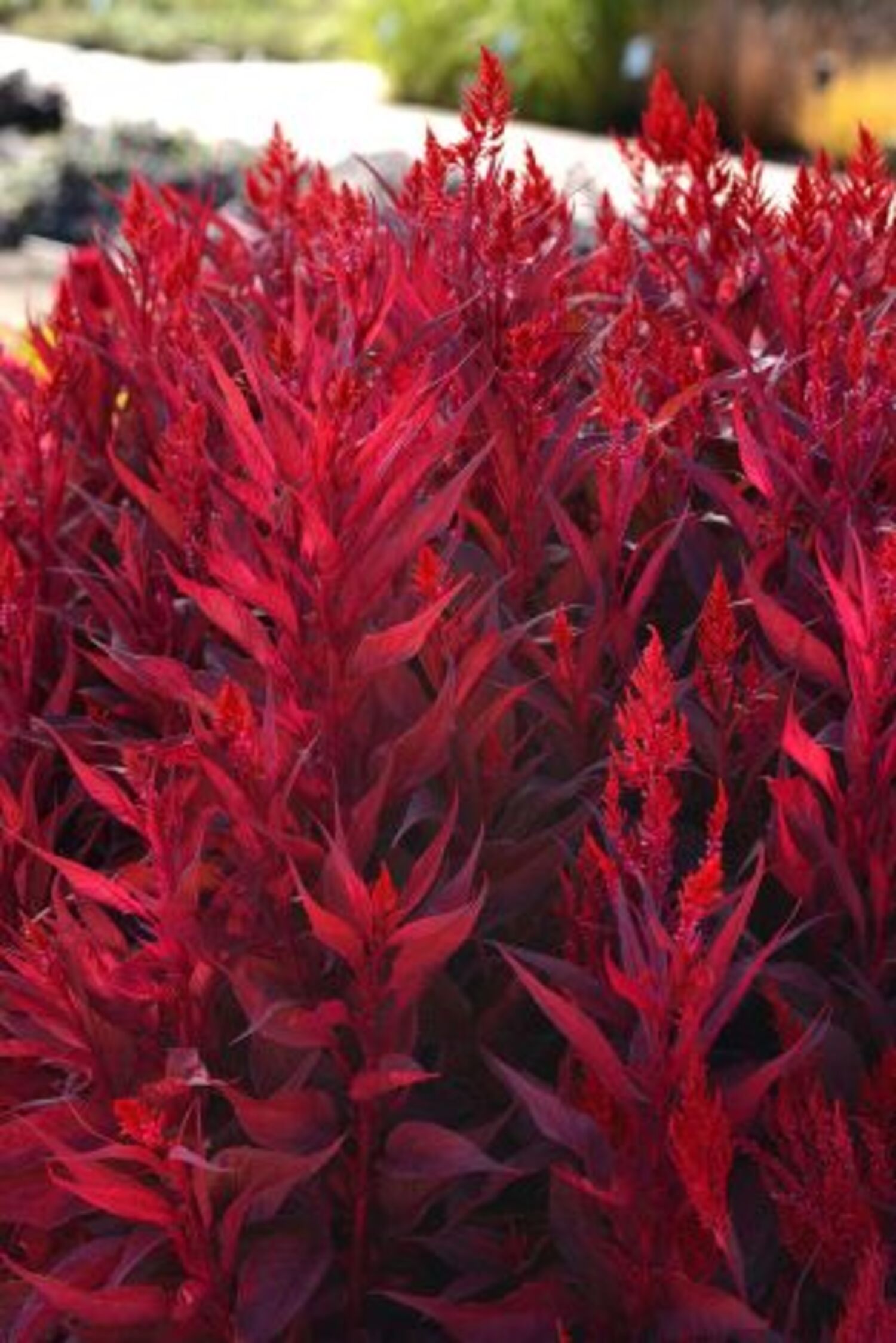 Celosia 'Dragon's Breath' from our grower