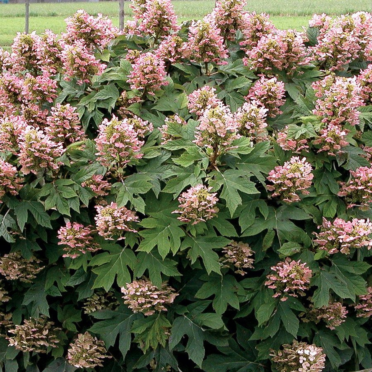 Hydrangea q. 'Munchkin' from our grower
