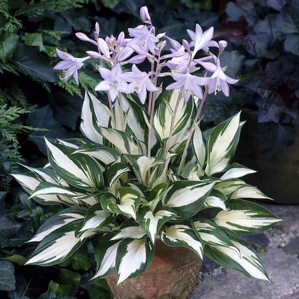 Hosta 'Fire and Ice' from our grower