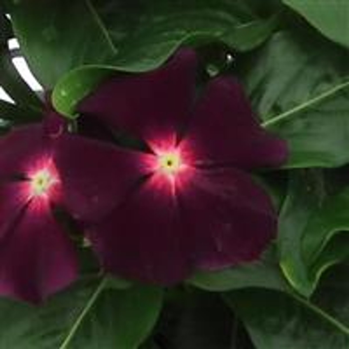 Vinca 'Nirvana XDR Blackberry' for sale in Dallas–Fort Worth