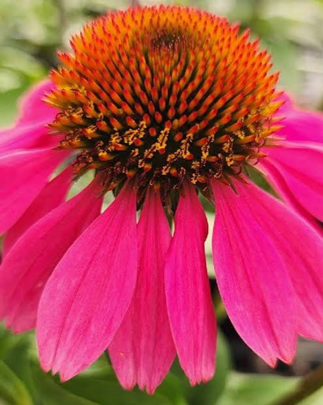 Echinacea 'Panama™ Rose' from our grower