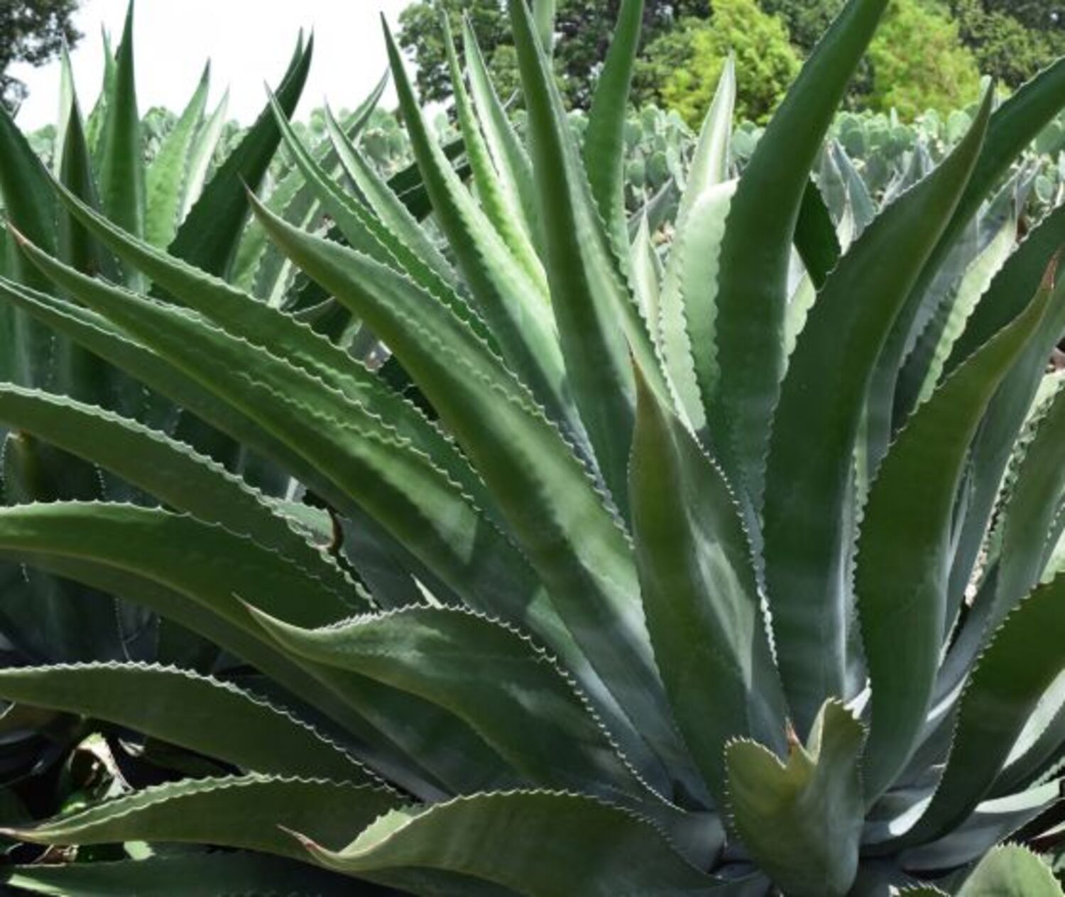 Agave salmiana 'Green Giant' (8a) from our grower