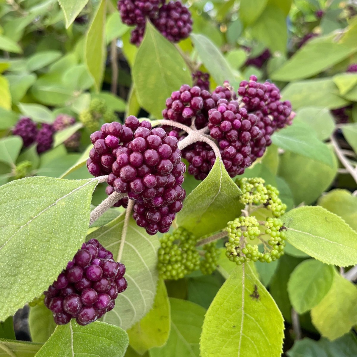 Callicarpa acuminata "Mexican Beauty Berry" from our grower