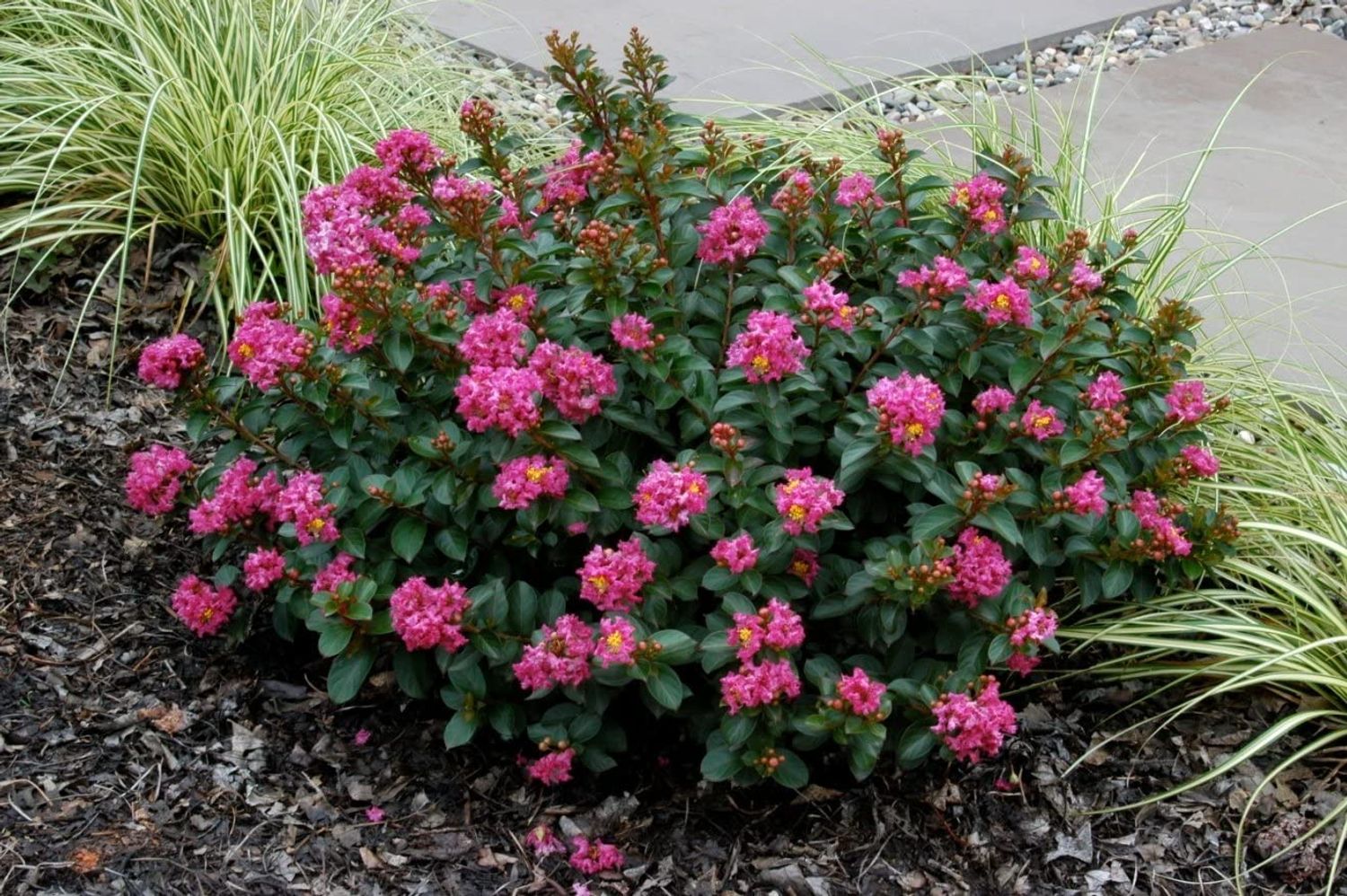 Lagerstroemia 'Pocomoke' from our grower