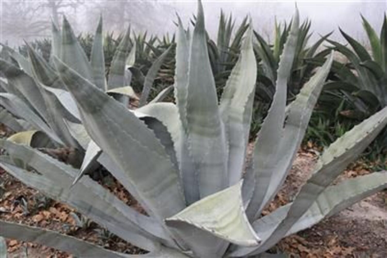 Agave scabra (8a) from our grower