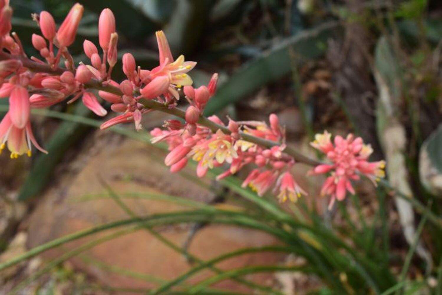 Hesperaloe parviflora (7a) from our grower