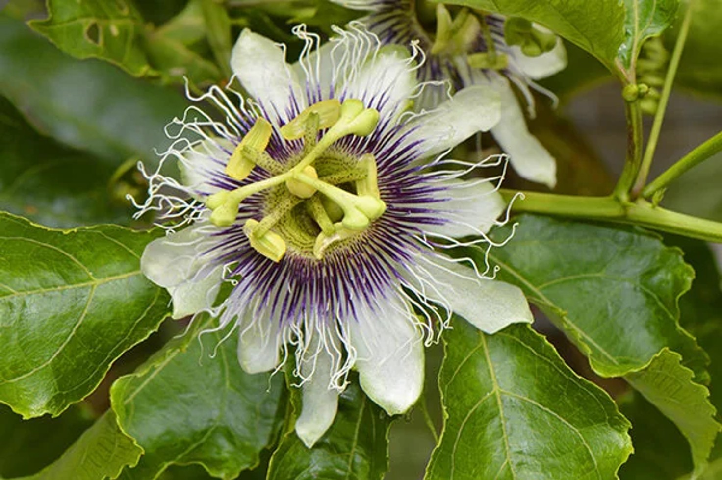 Passiflora e. 'Possum Purple' from our grower