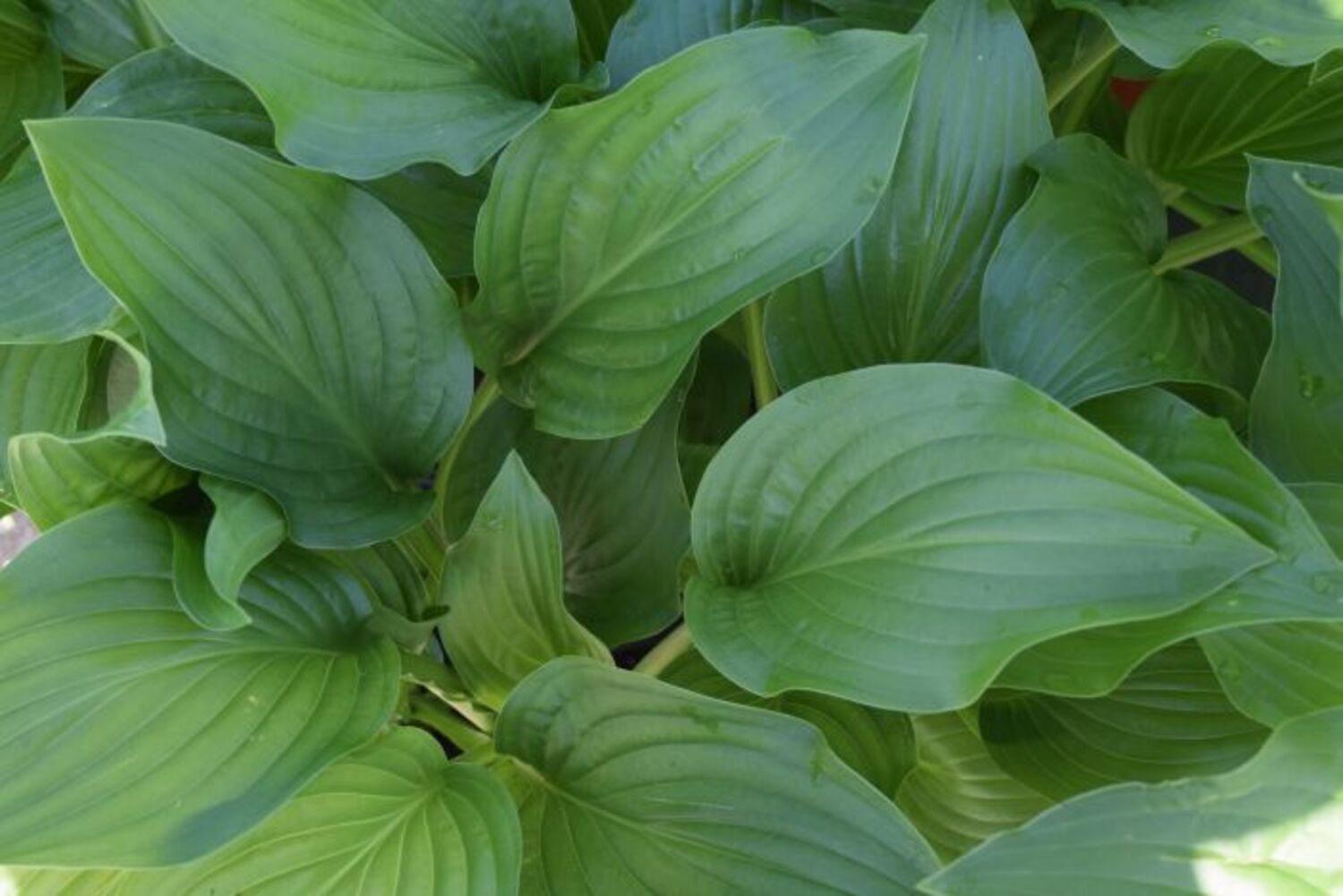 Hosta 'Royal Standard' from our grower