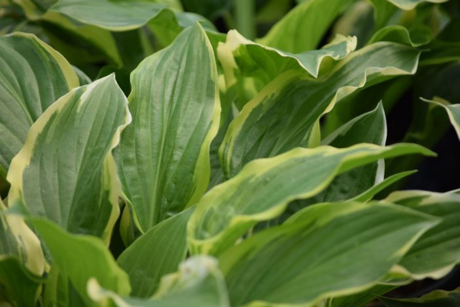 Hosta 'So Sweet' from our grower