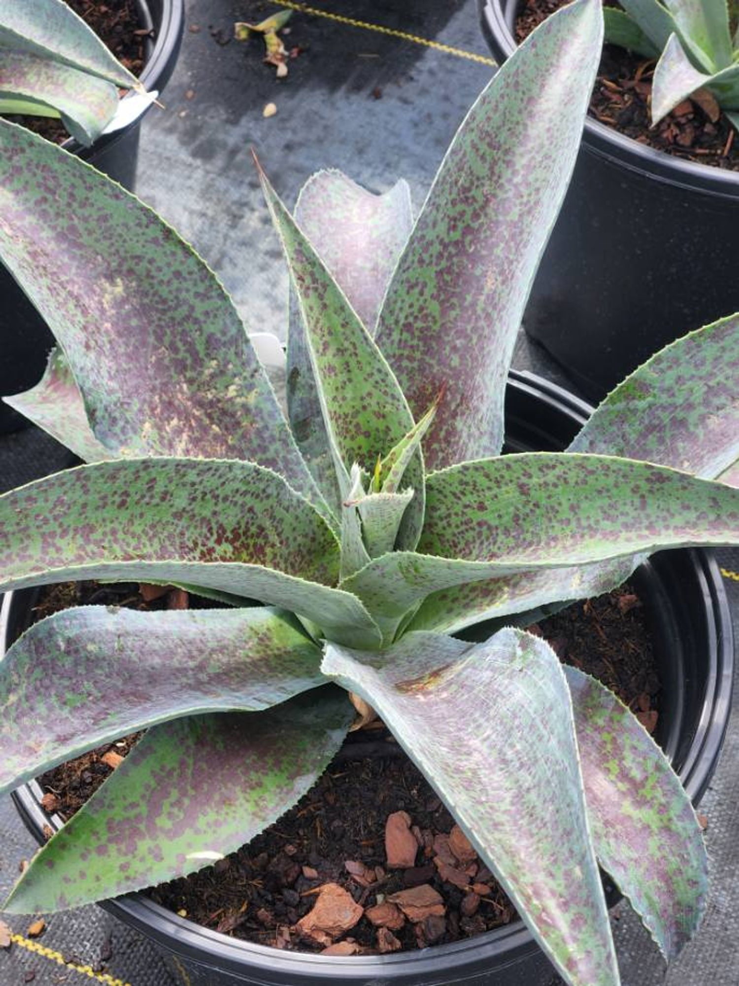 Mangave Mad About Mangave® 'Aztec King' (9) from our grower