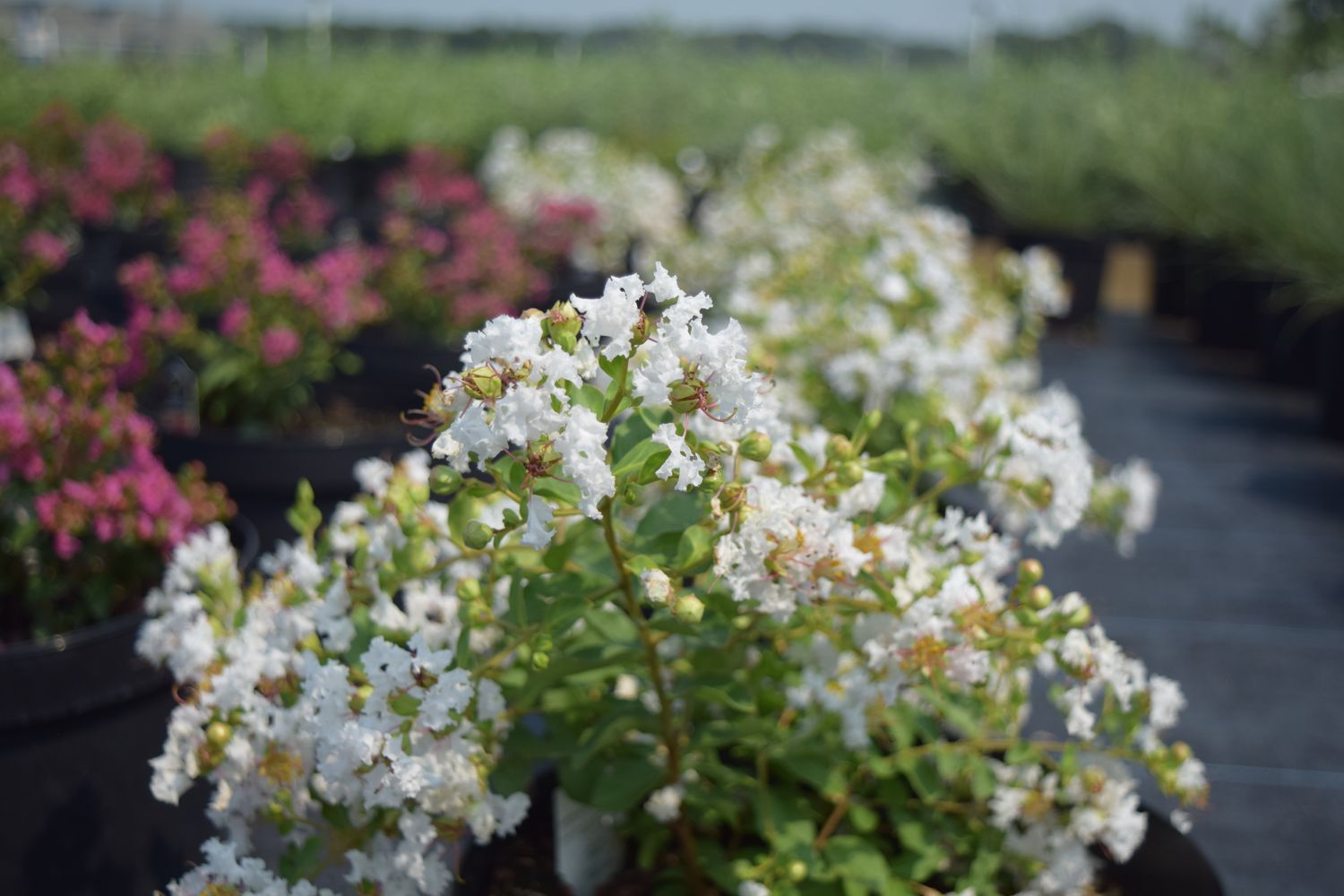 Lagerstroemia GreatMyrtle™ 'French Vanilla' from our grower