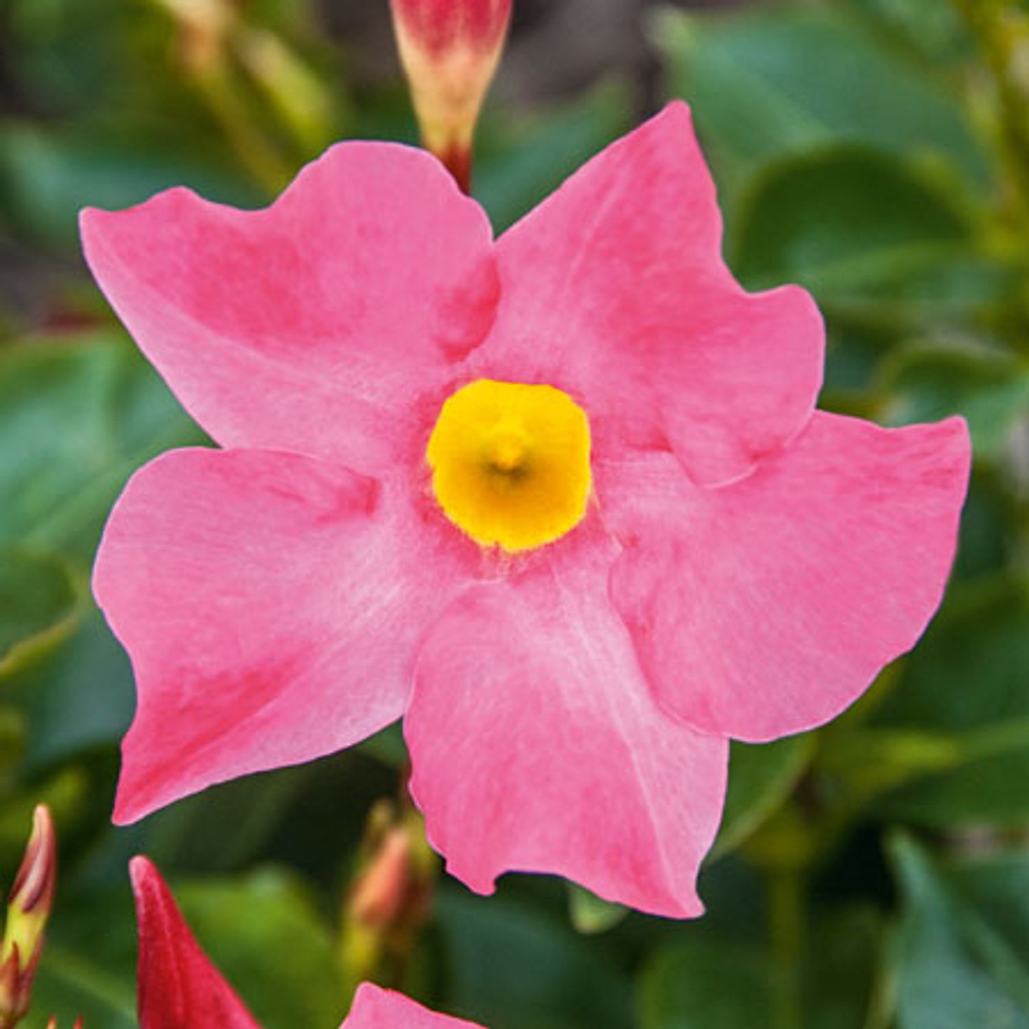 Mandevilla 'Bella Pink' for sale in Dallas–Fort Worth