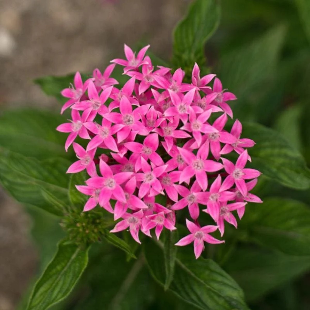 Pentas 'Streetart Rose' from our grower