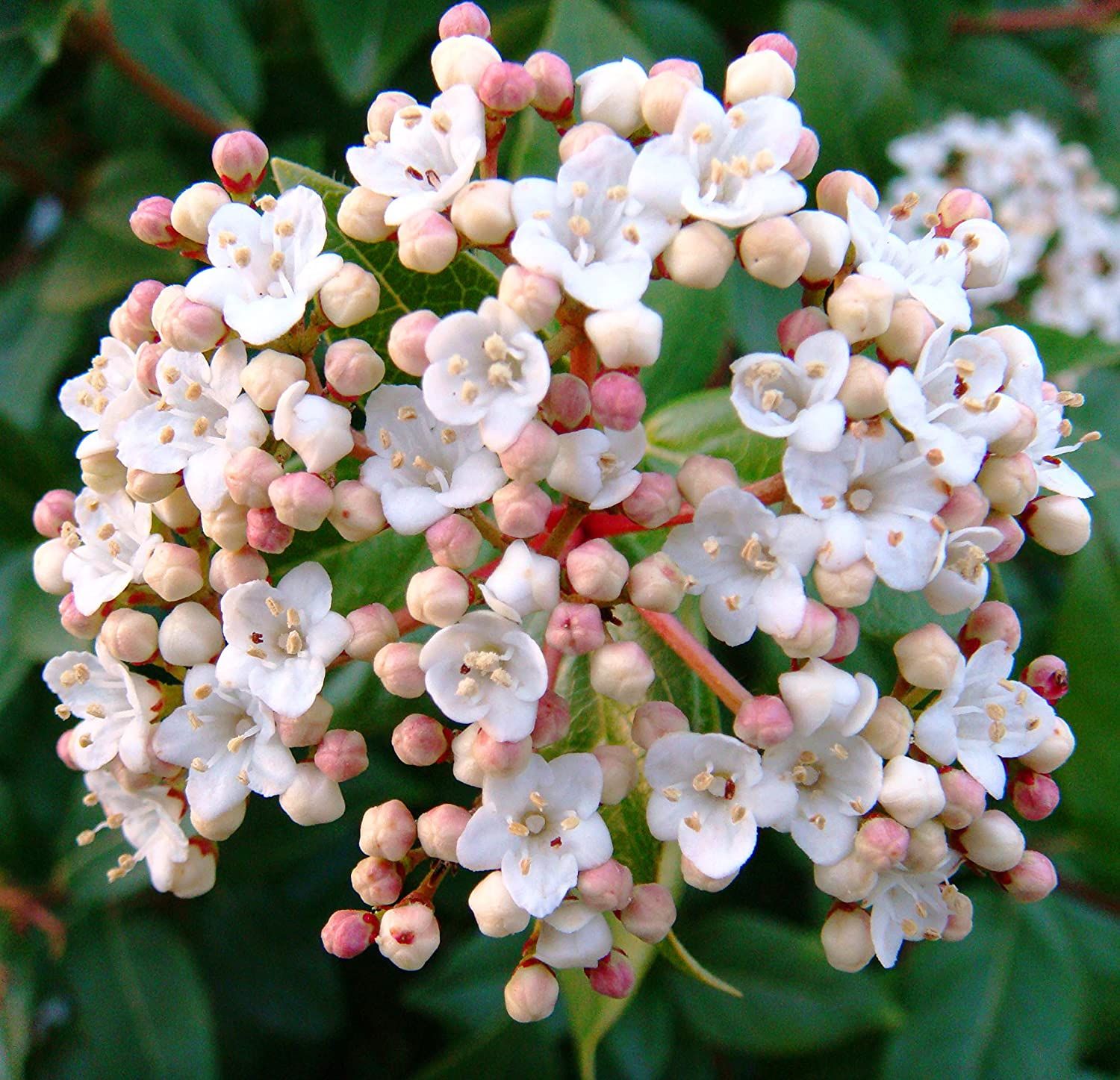 Viburnum 'Spring Bouquet' from our grower