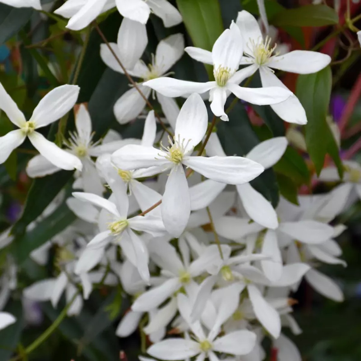 Clematis armandii 'Snow Drift' from our grower