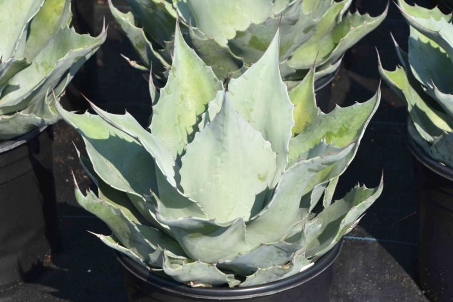 Agave o. 'Frosty Blue' (7b) from our grower