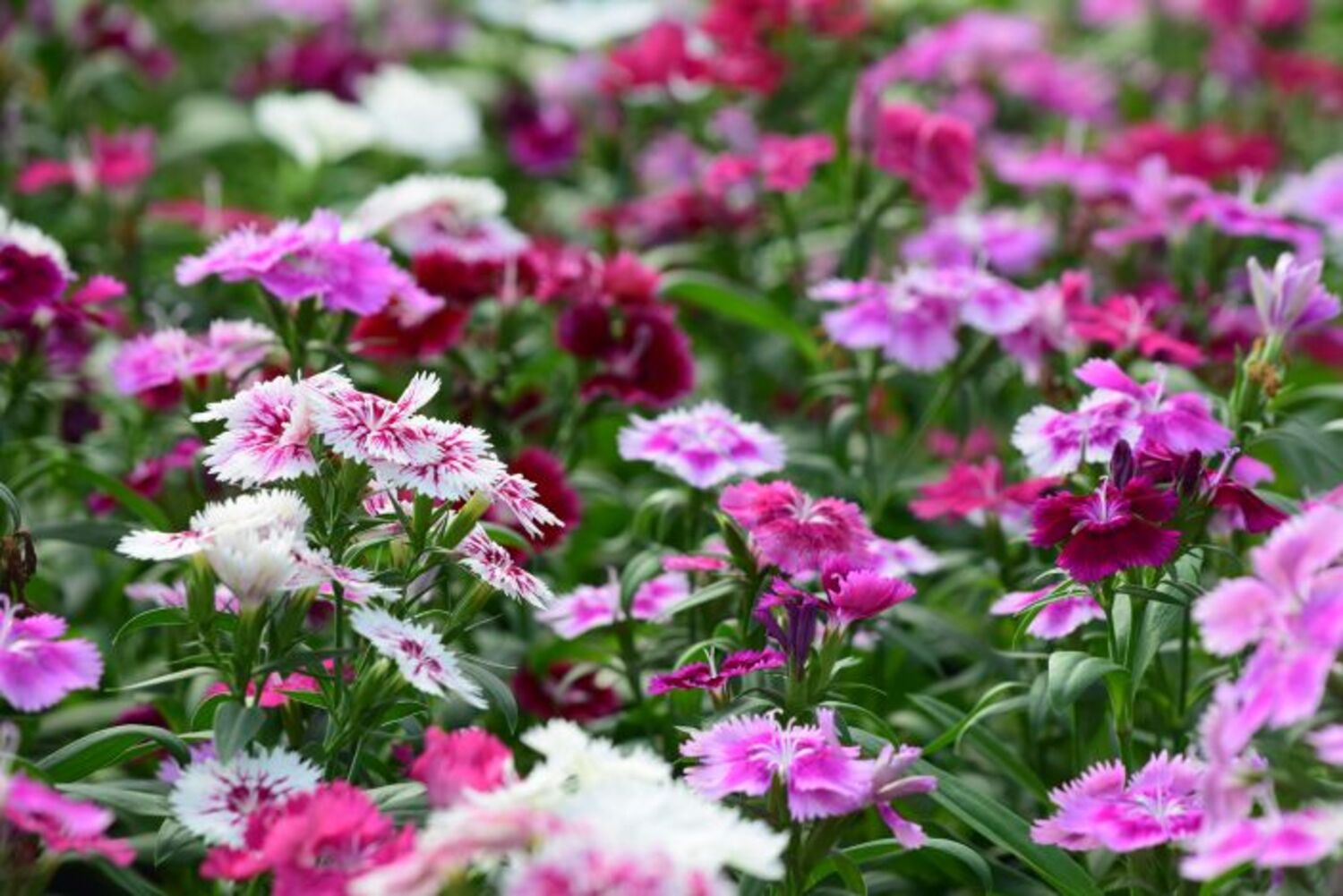 Dianthus 'Floral Lace Mix' from our grower