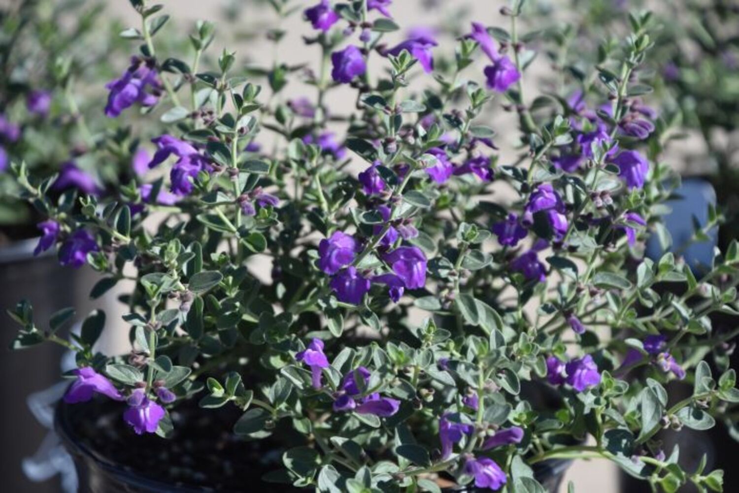 Scutellaria x 'Dark Violet' from our grower