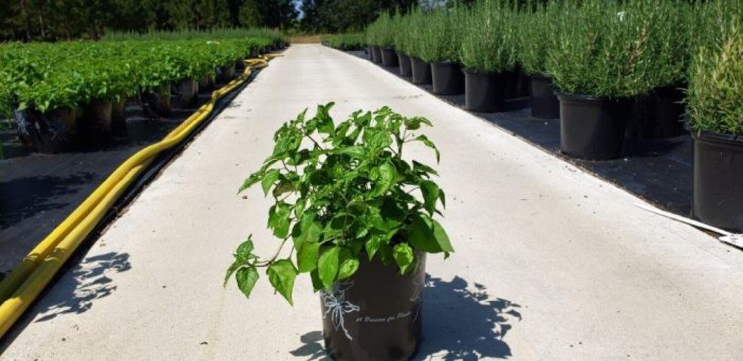 Capsicum a. 'Chili Pequin' from our grower