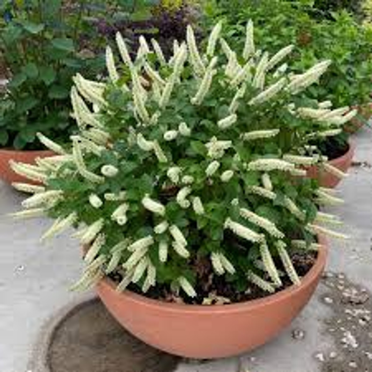 Itea v. 'Fizzy Mizzy' PW® from our grower