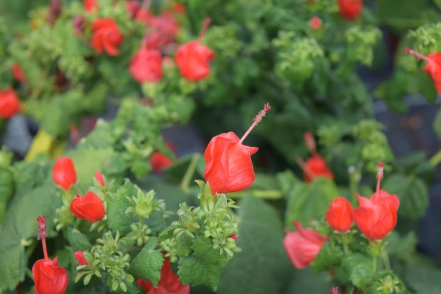 Malvaviscus d. "Turks Cap" from our grower
