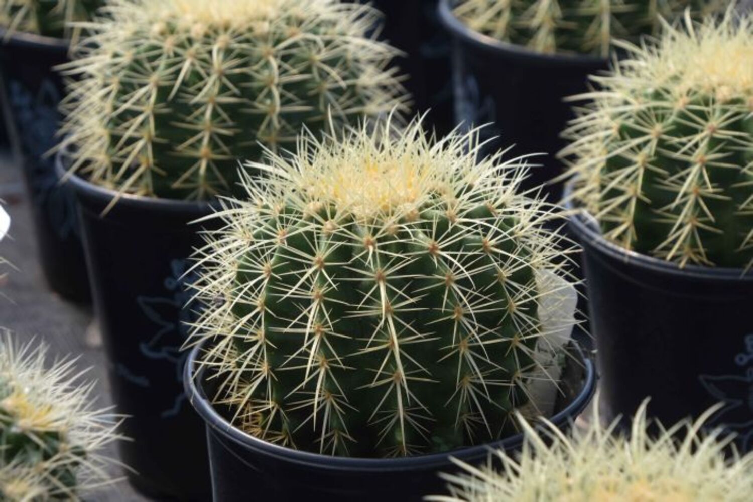 Echinocactus grusonii 'Gld Barrel' (9) from our grower