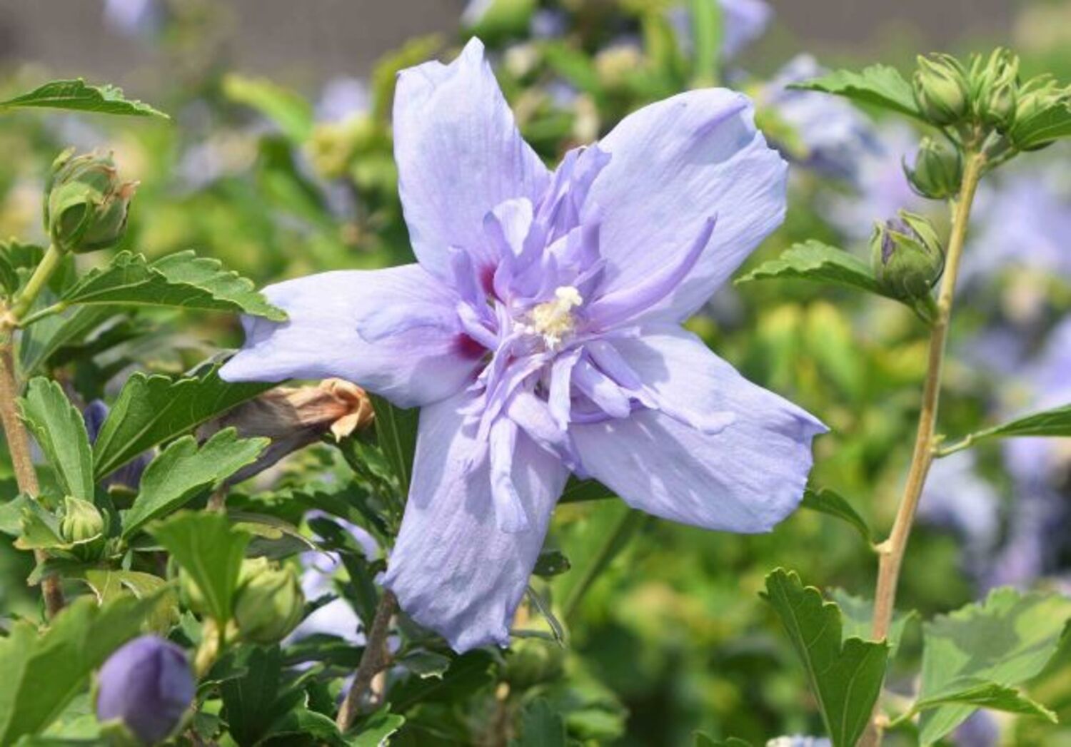 Hibiscus s. Blue Chiffon® PW® "Rose of Sharon" from our grower