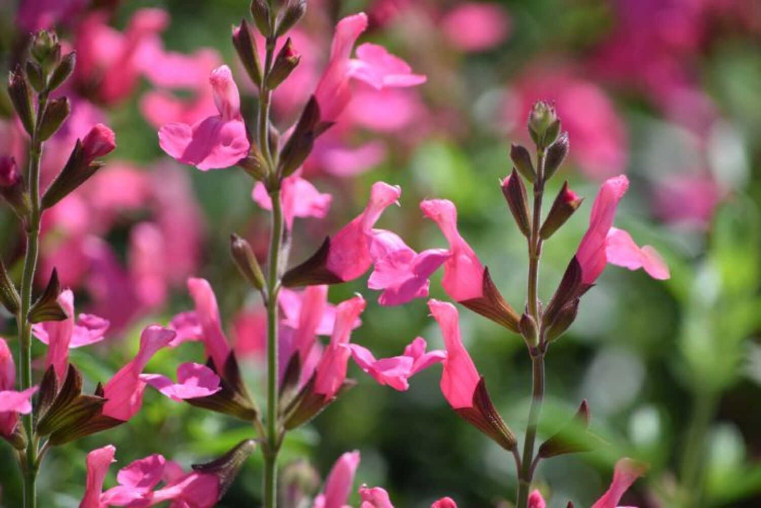 Salvia g. 'Arctic Blaze® Fuchsia' from our grower