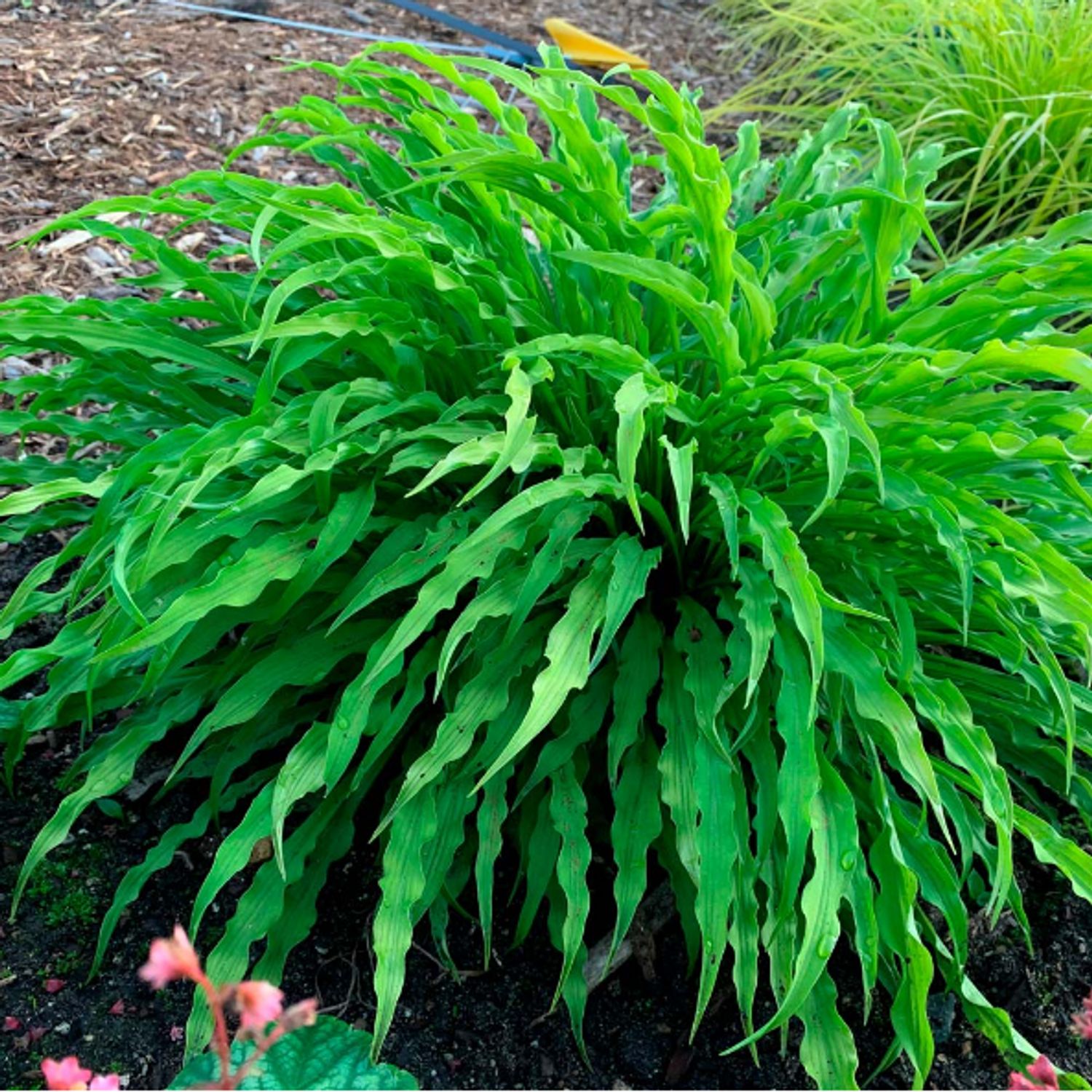 Hosta 'Party Streamers' from our grower