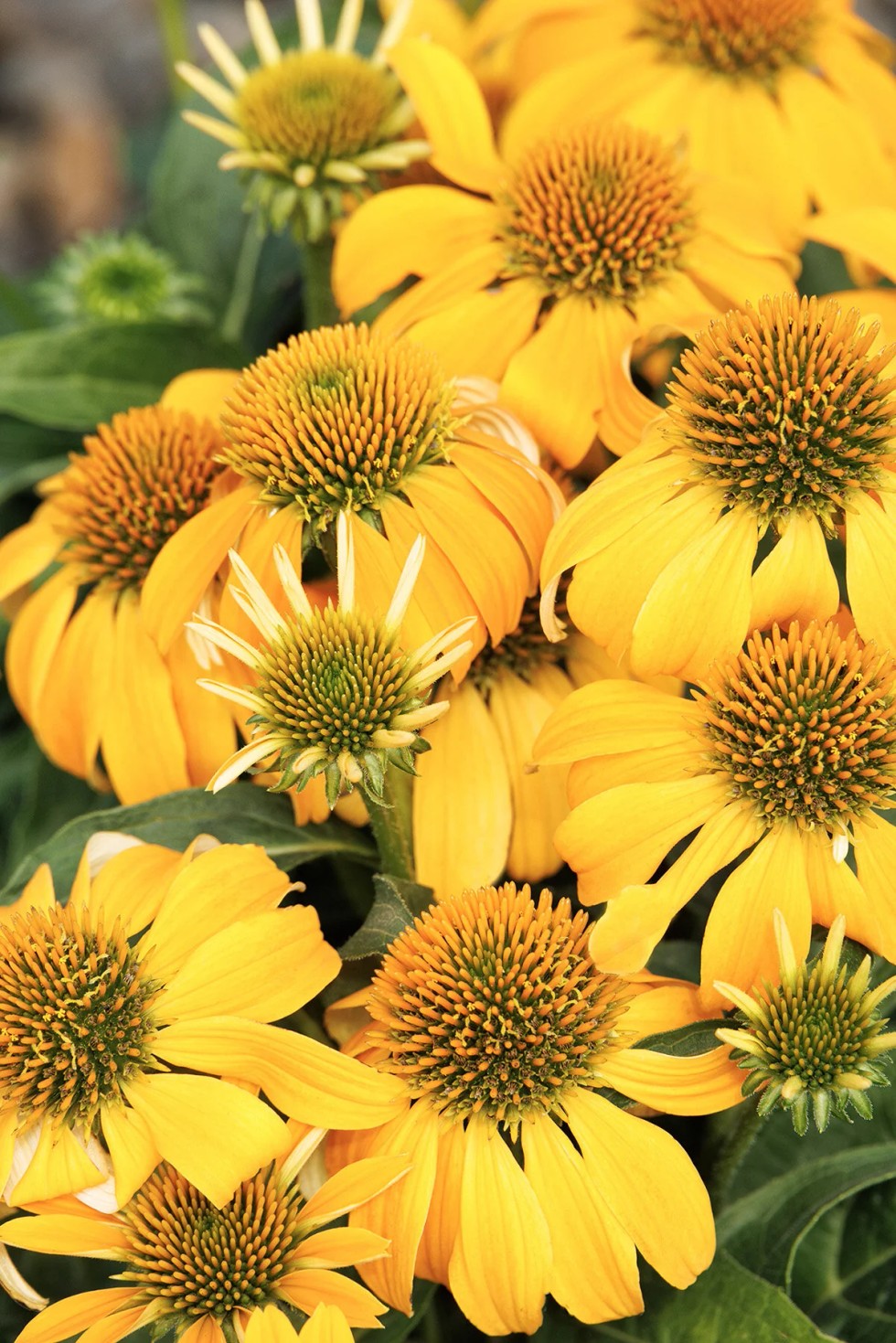Echinacea 'Guatemala Gold' from our grower