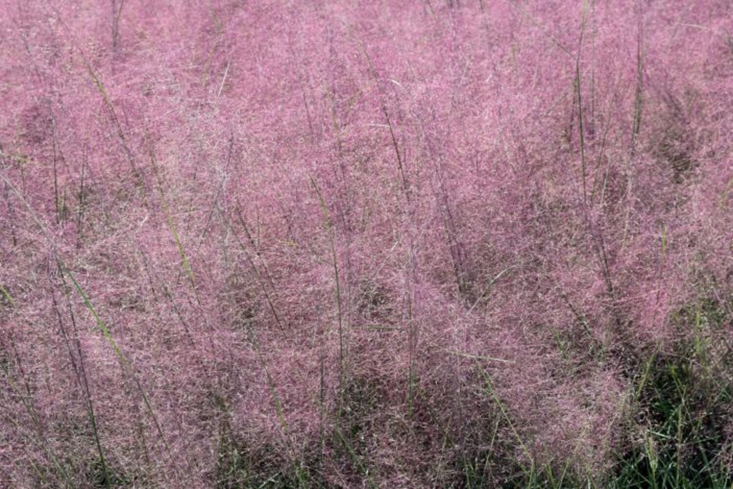Muhlenbergia c. "Gulf Muhly" from our grower