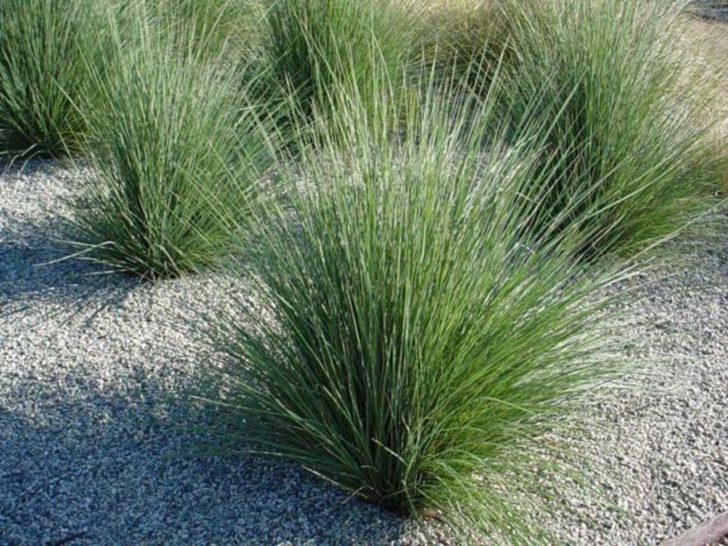 Muhlenbergia lindheimeri from our grower