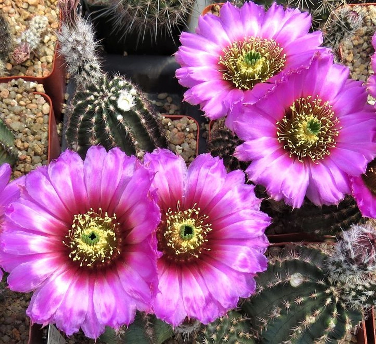 Echinocereus reichenbachii (5a) from our grower