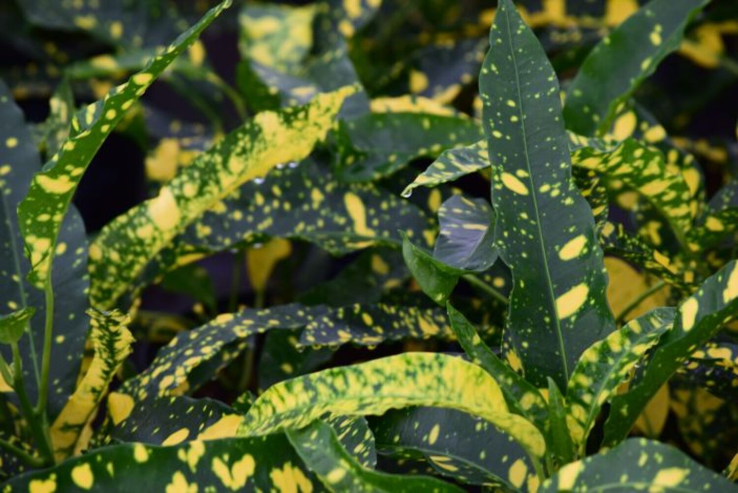 Croton 'Sloppy Painter'