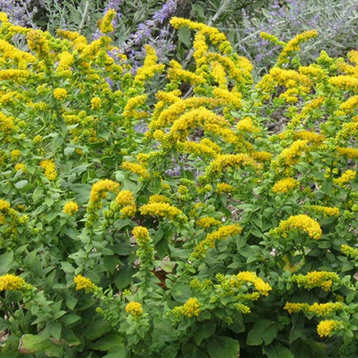 Solidago sphacelata 'Golden Fleece' from our grower