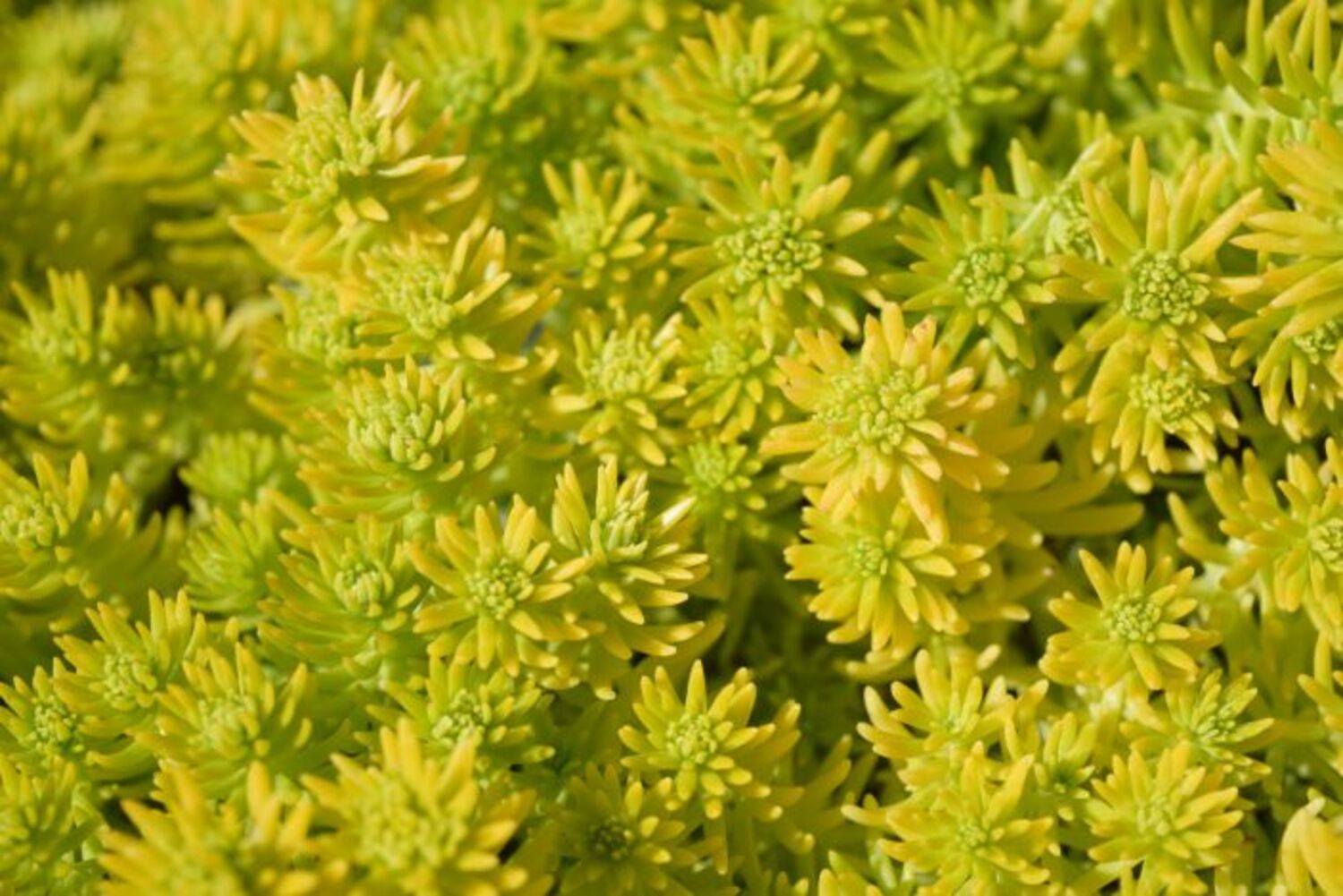 Sedum m. 'Lemon Ball' (7a) from our grower