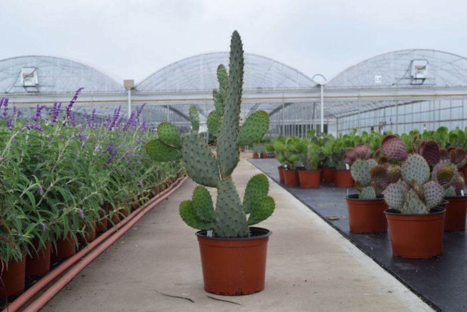 Opuntia engelmannii var linguiformis (7b) from our grower