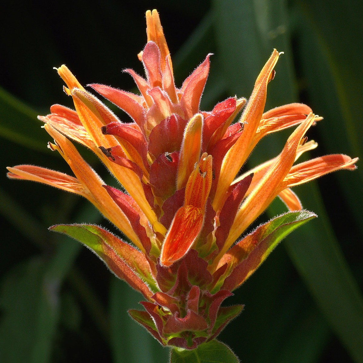 Justicia fulvicoma 'Mexican Plume' from our grower