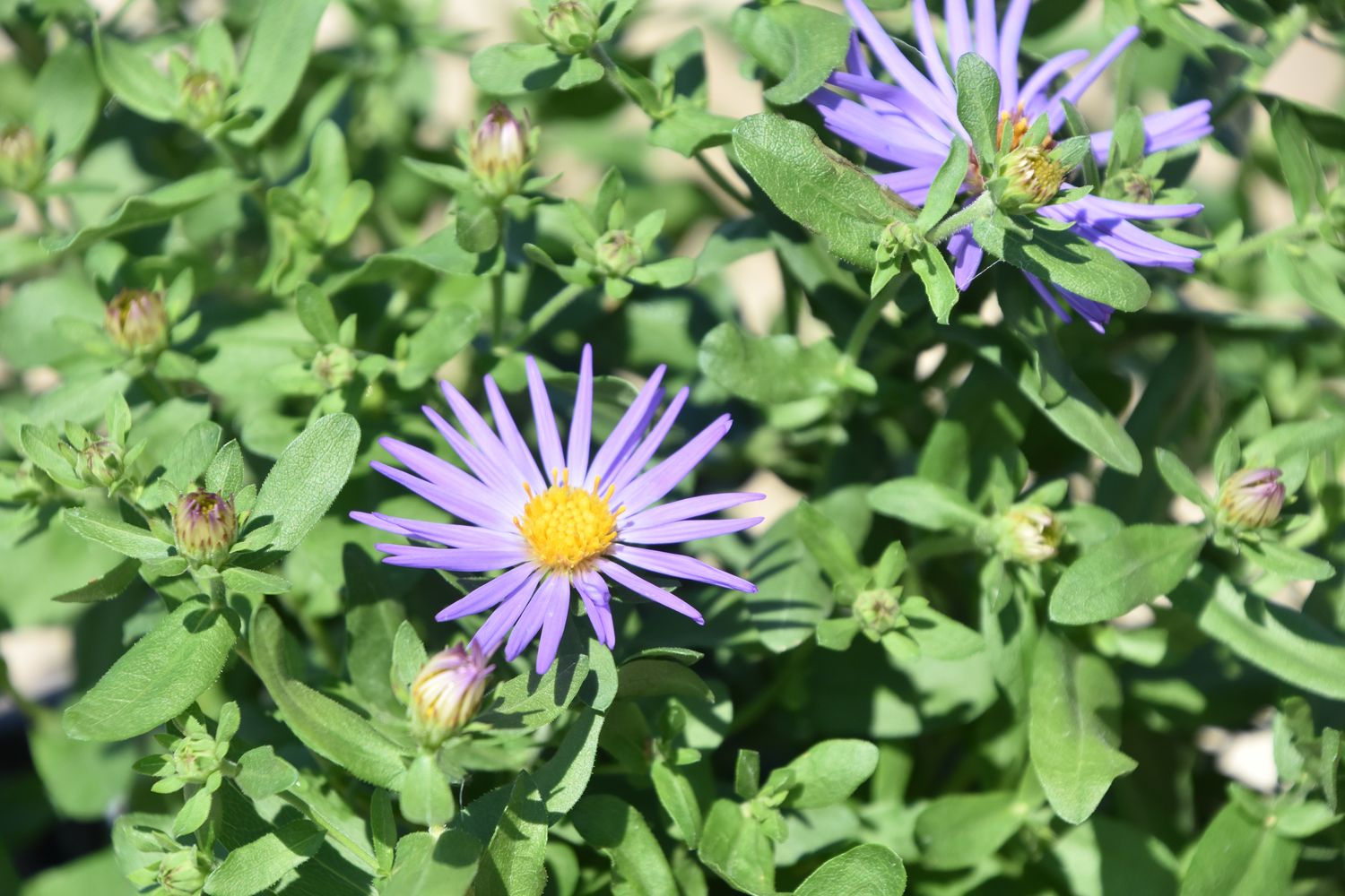 Aster o. 'October Skies' from our grower