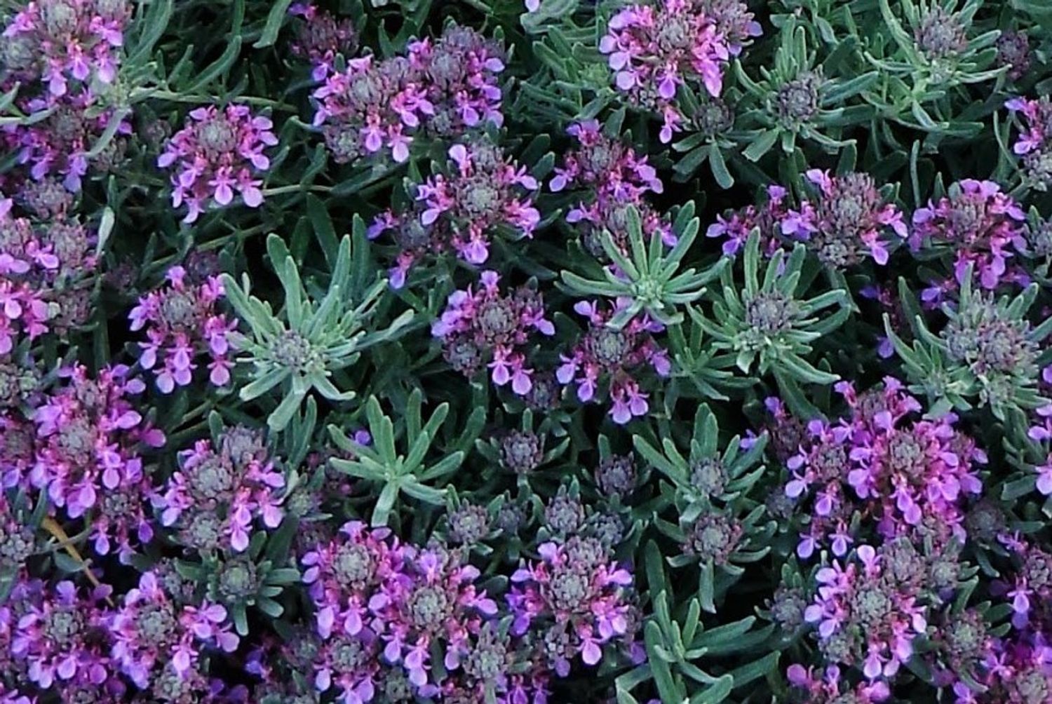 Teucrium aroanium from our grower