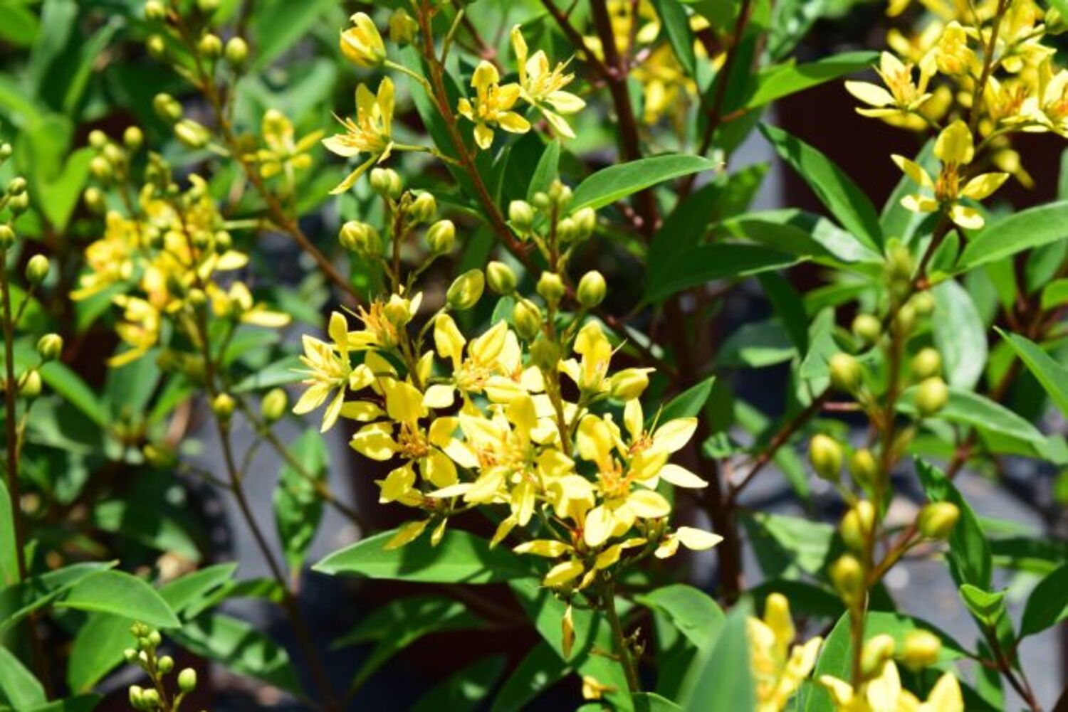 Galphimia glauca "Golden Thyrallis" from our grower