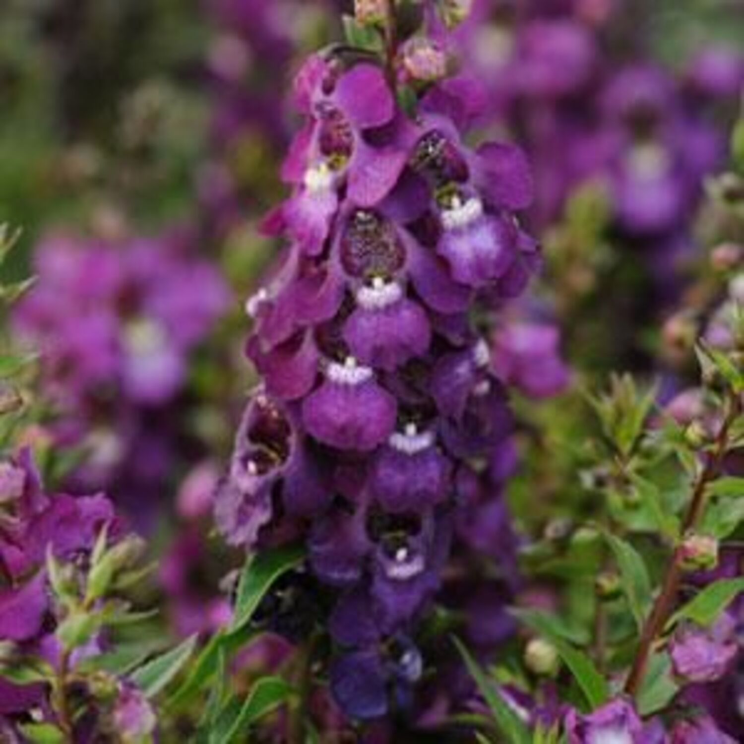 Angelonia 'Serenita Purple' from our grower