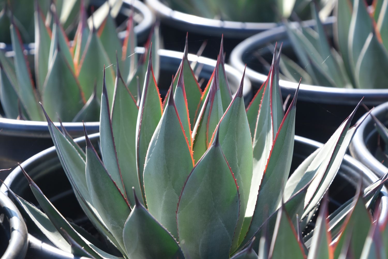 Agave x 'Blue Ember' (9a) from our grower