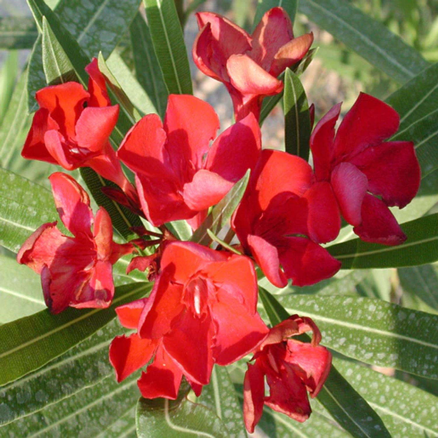 Nerium oleander 'Hardy Red' from our grower