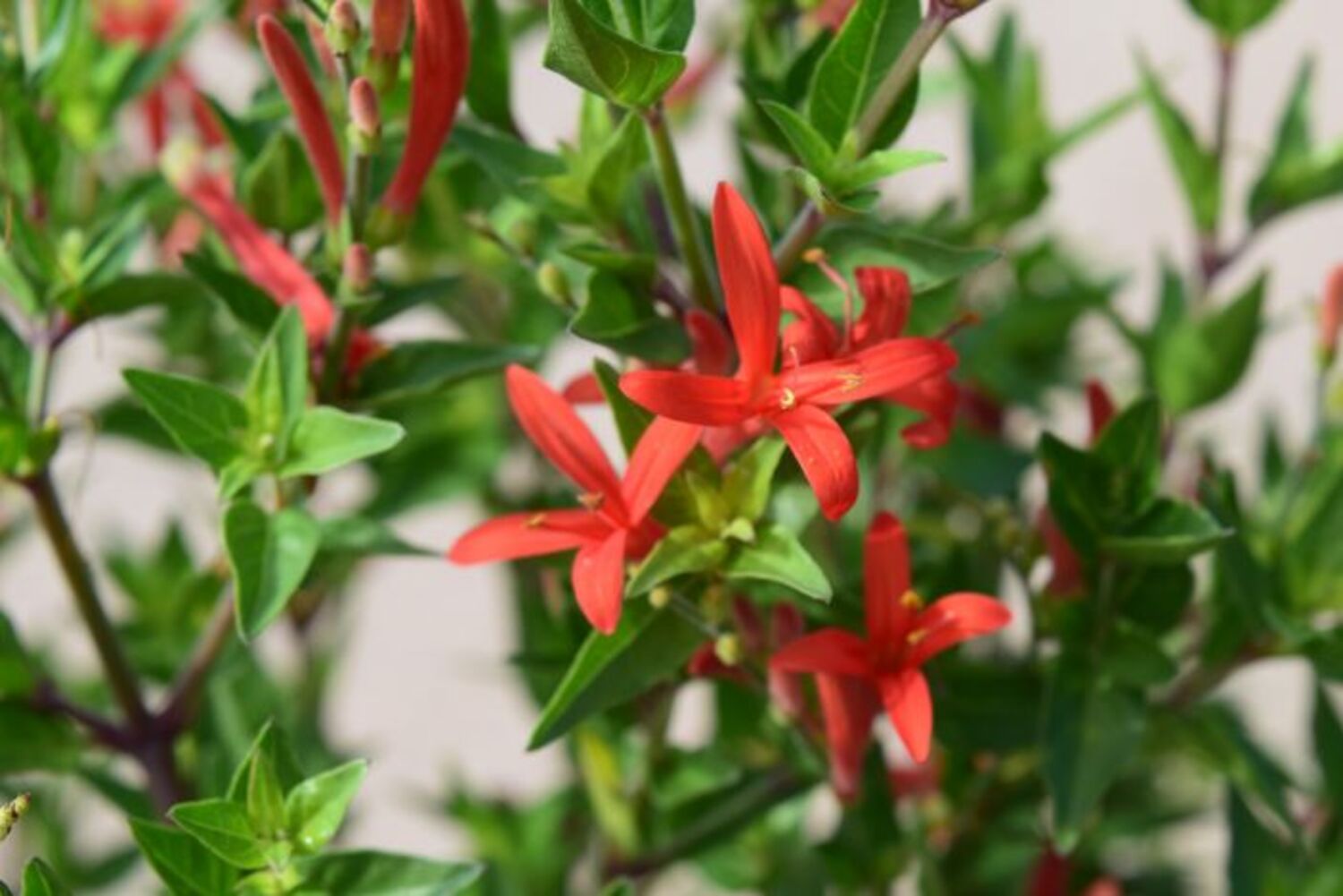 Anisacanthus quadrifidus from our grower