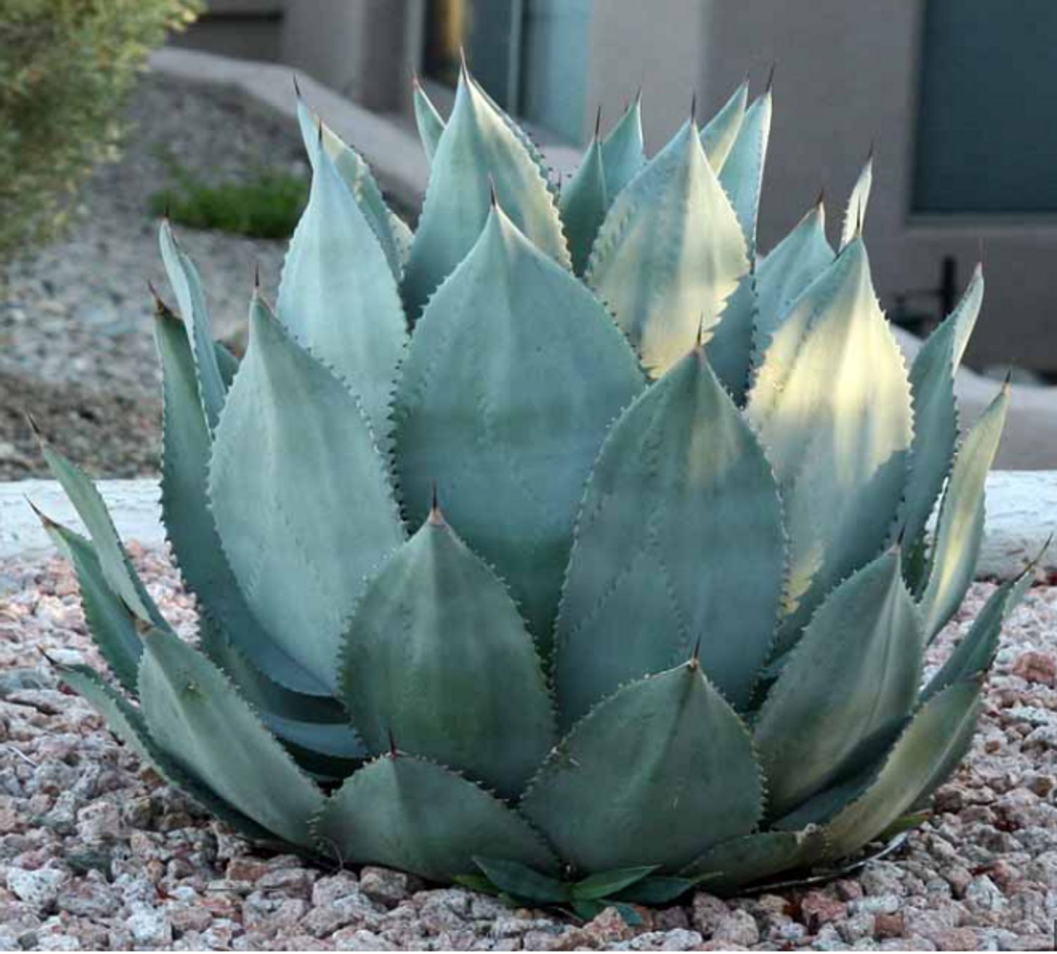 Agave celsii 'Nova' (9) from our grower