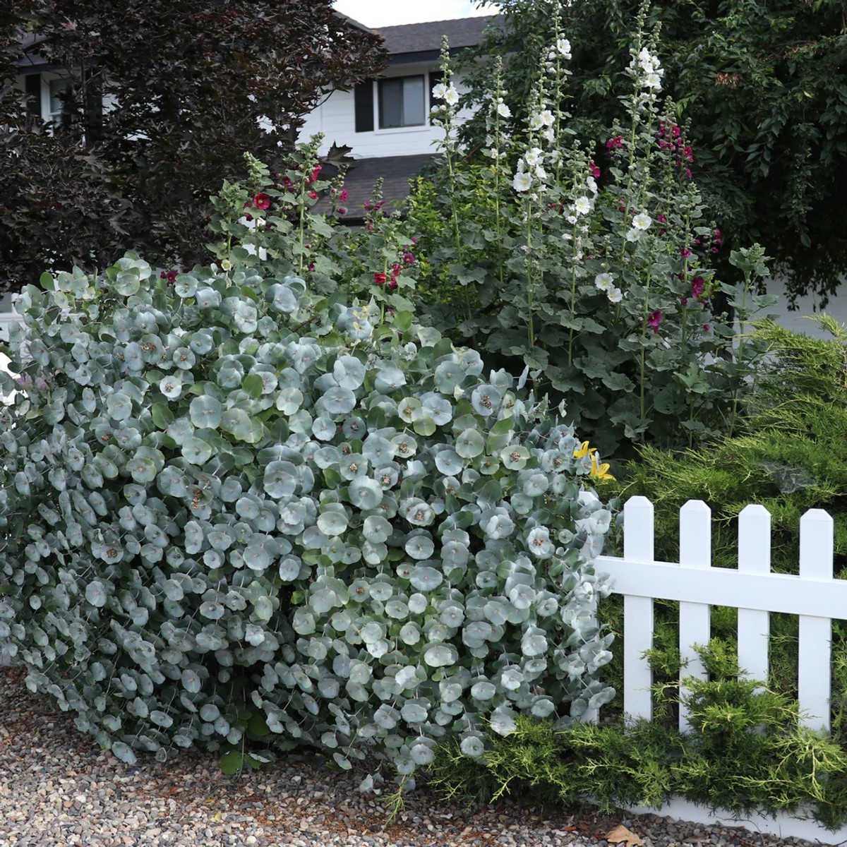 Lonicera 'Kintzley's Ghost' PW® from our grower