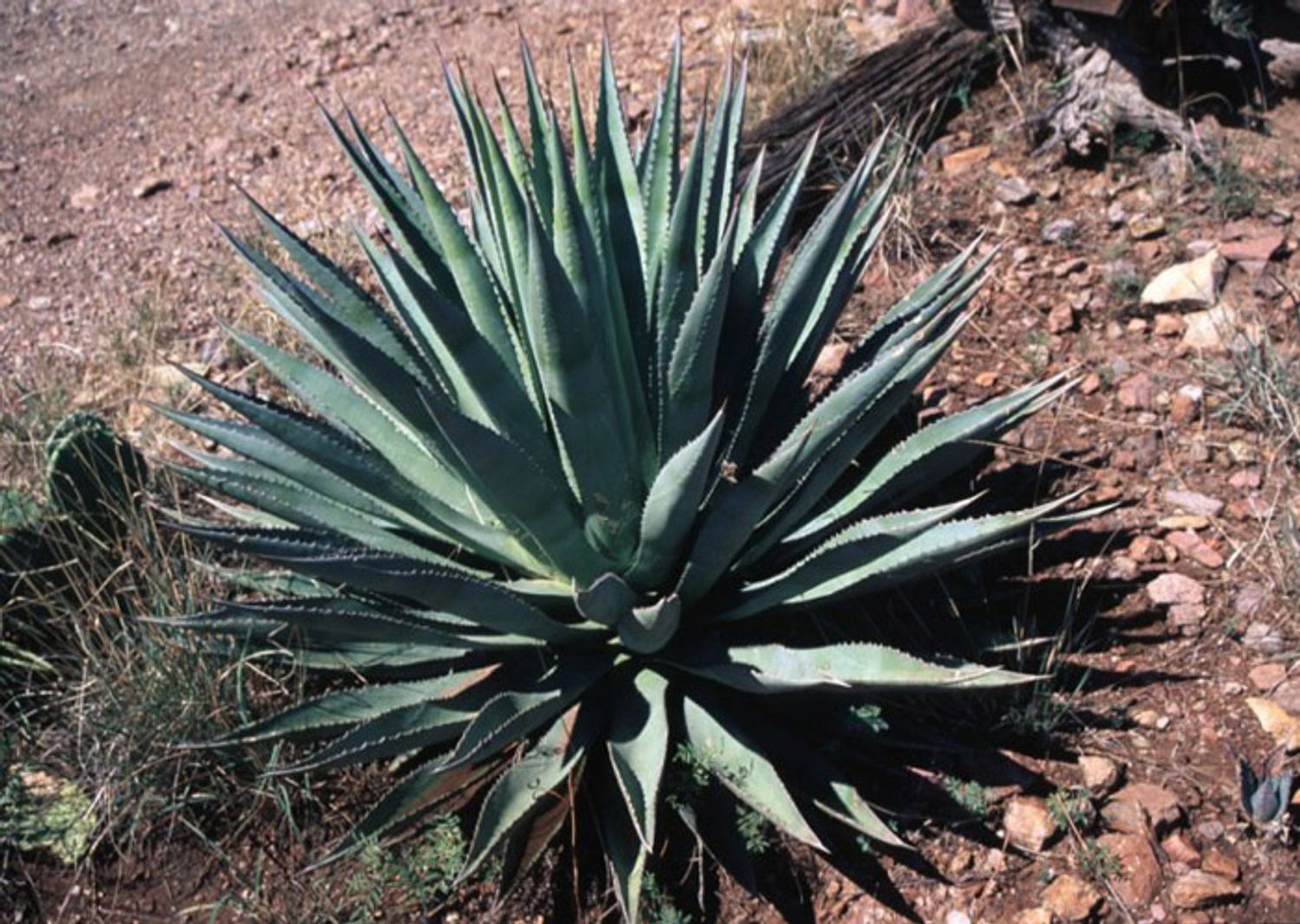 Agave palmeri (8a) from our grower