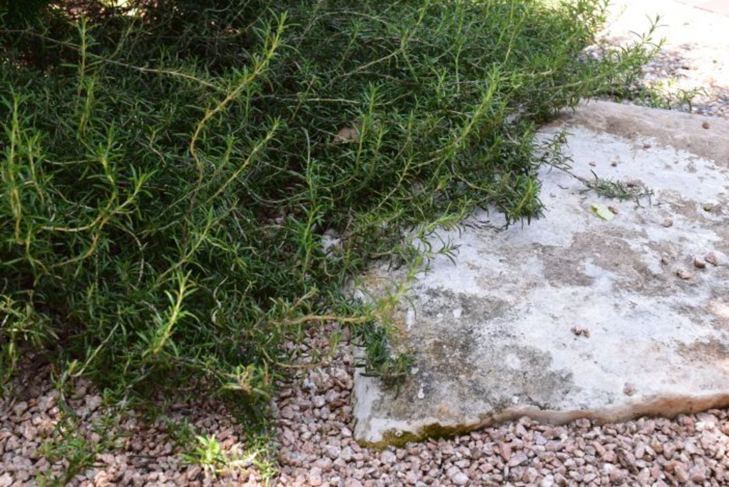 Rosmarinus o. Prostratus from our grower